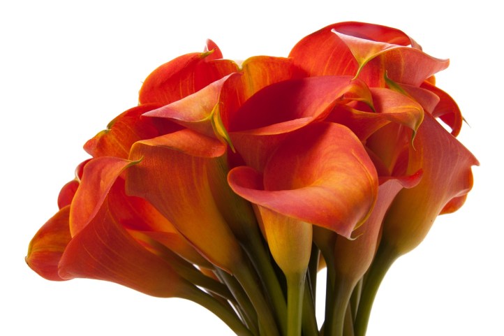 Orange Calla Lily Bouquet.