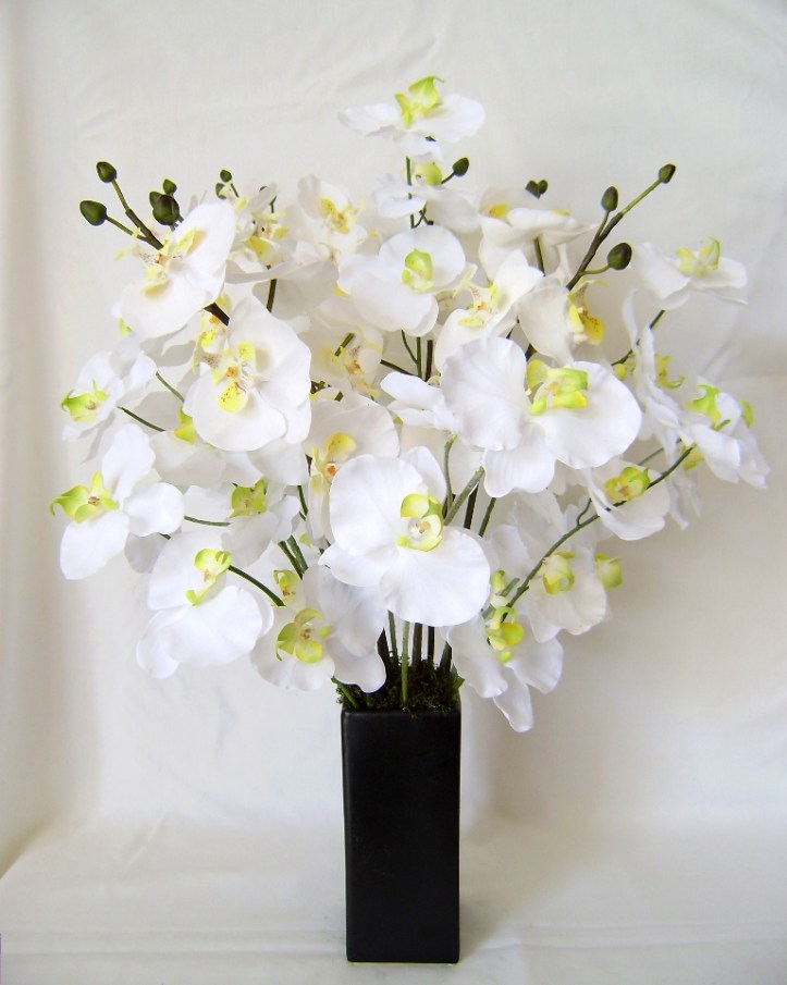 White orchids are fresh and a great gift.